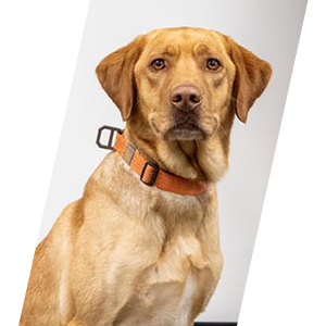 Tulalip Tribal K9 Bear Teddy with a beautiful golden coat is sitting perfectly gazing into the camera