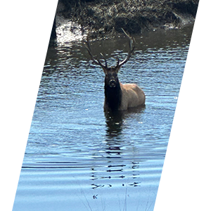 Tulalip Tribal Police department Fish & Wildlife goal to protect and serve citizens while providing for and taking care of wildlife and domestic animals. 