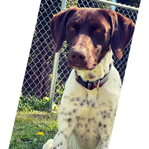 Tulalip Police Department K9 Buster GSP is shown intently looking at its handler. 